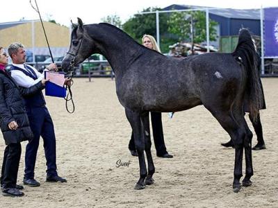 Showtræning og afkom